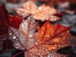 Herfst - de maand om op te ruimen en los te laten