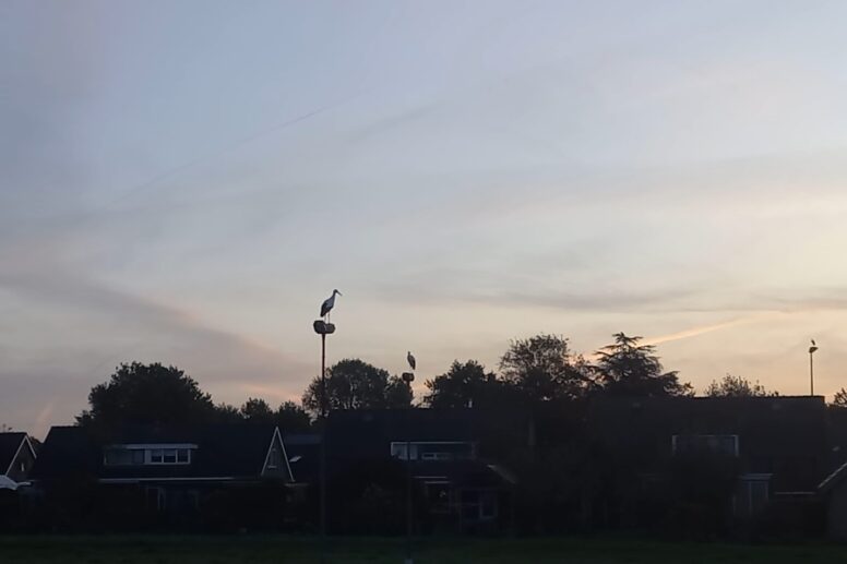 Ooievaar en her-geboorte